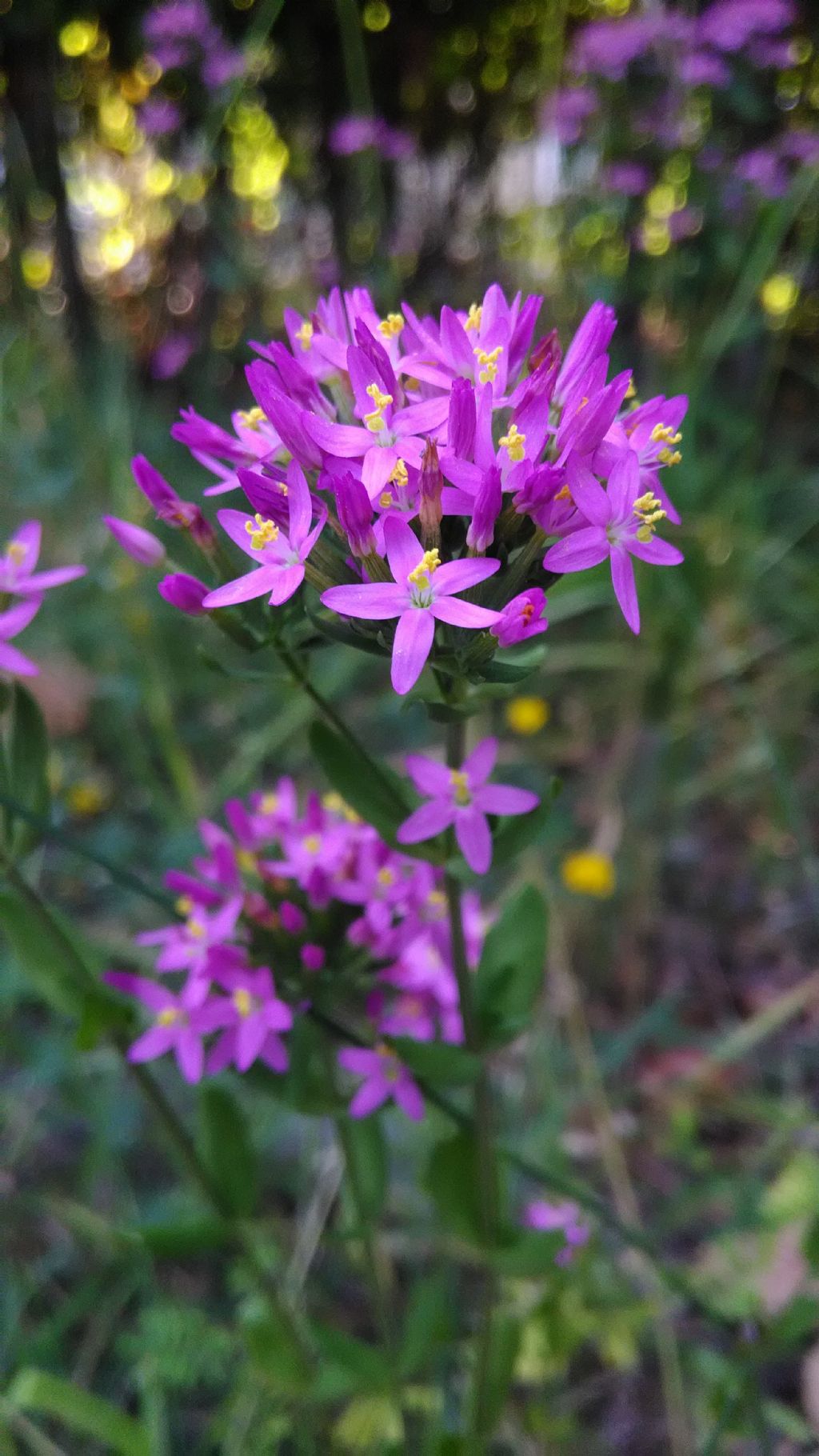 Centaurium erythraea (Gentianaceae)